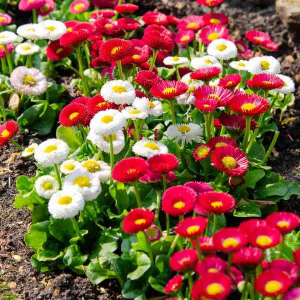 Fleurs - Pâquerette Tapis Varié - face recto